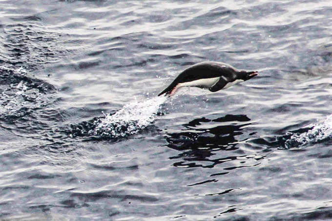 A penguin attempts to keep up with the ship during the transit from Site U1522 to Site U1523. (Credit: Giuseppe Cortese & IODP)
