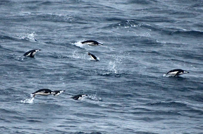 Chinstrap penguins leap in and out of the water. (Credit: Marlo Garnsworthy & IODP)