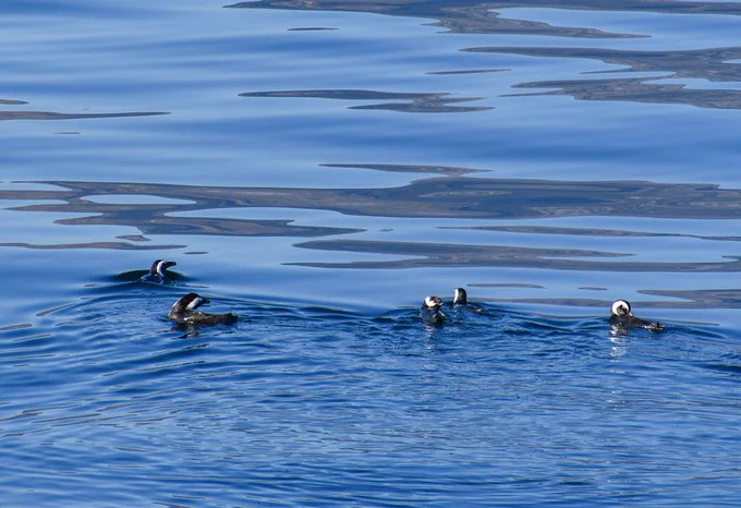 A group of African Penguins sighted as the JOIDES Resolution leaves port. (Credit: Marlo Garnsworthy & IODP)
