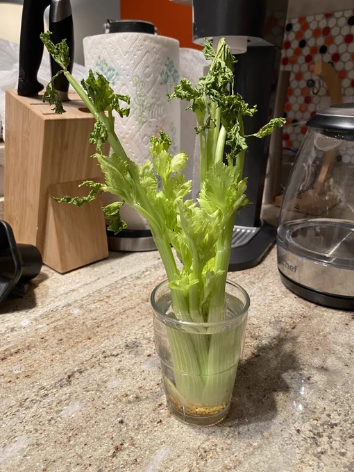 Old celery being revived in a glass of water