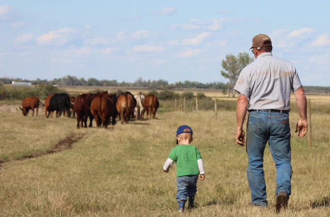 A farmer and a young boy walking across a field towards cattle.