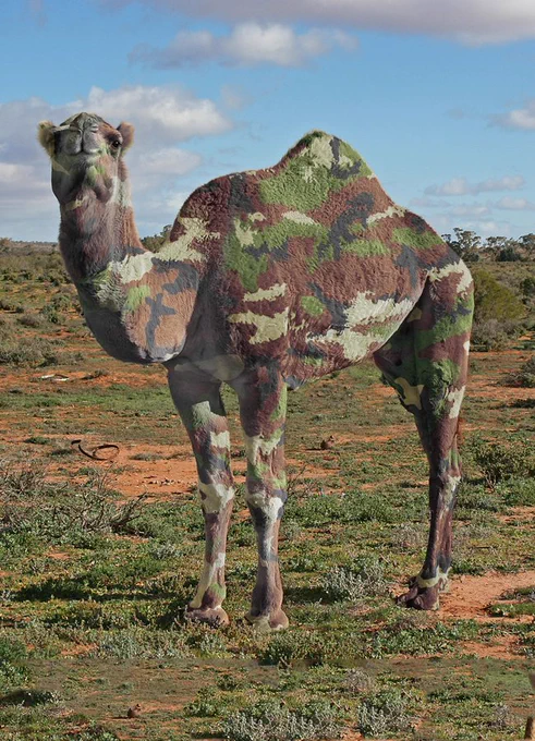 Camelflage