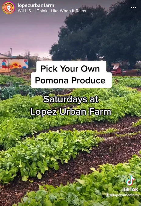 Rows of ready-to-harvest vegetables. Pick your own Pomona produce on Saturdays at Lopez Urban Farm.
