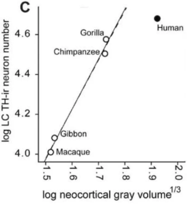 A graph from Fig 2 in https://www.ncbi.nlm.nih.gov/pmc/articles/PMC2820586/