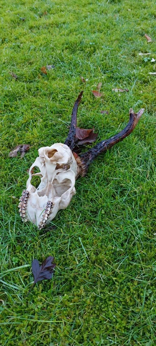 Roe deer skull