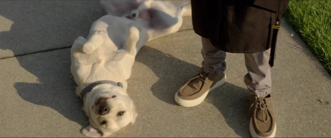 Photo of the very best good boy, Gonker, played in Dog Gone by two dogs (Baxter and Teddy) 