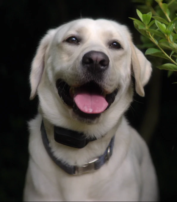 Photo of the very best good boy, Gonker, played in Dog Gone by two dogs (Baxter and Teddy) 