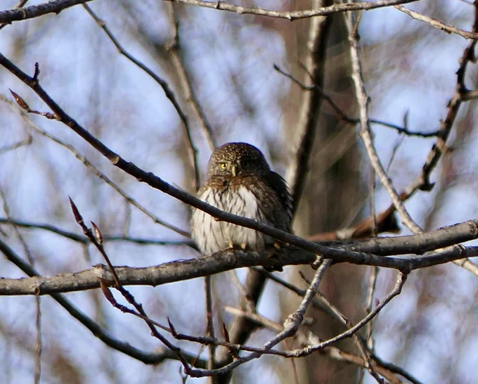Northern Pygmy-Owl perched on a branch.