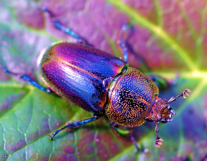 brightly coloured stag beetle on a leaf