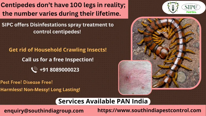 Centipedes don’t have 100 legs in reality; the number varies during their lifetime. SIPC offers Disinfestations spray treatment to control centipedes! 
Visit: https://bit.ly/cockroachcontrolKochi
Call: 8089000023
Email: enquiry@southindiagroup.com
#pest #pestcontrol #pestmanagement #pestcontrolservices #silverfishcontrol #silverfish #residentialpestcontrol#commercialpestcontrol  #pesttreatment #Pestcontrolinoffice #pestremoval #pestcontrolprofessionals #termitecontrol #cockroachcontrol #mosquitocontrol #rodentcontrol #ratcontrol #pestcontrolindia #pestcontrolbangalore #pestcontrolchennai #pestcontrolgoa #pestcontrolkochi #pestcontrolcochin