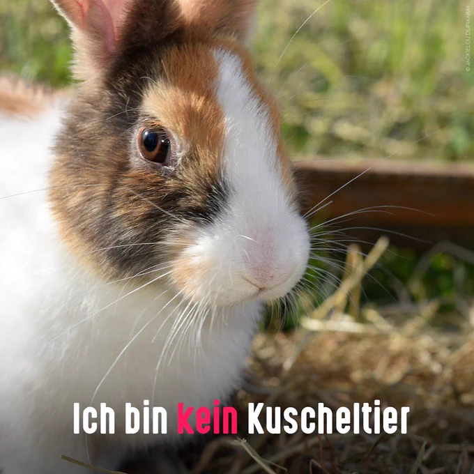 Zwergkaninchen. Aufschrift: Ich bin kein Kuscheltier