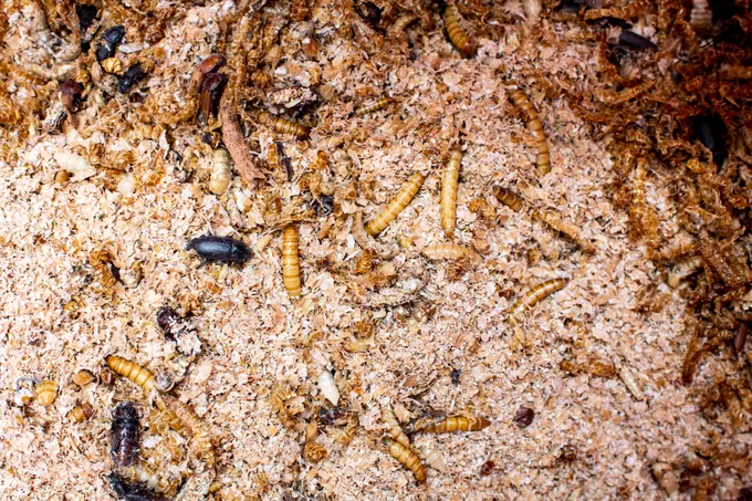 Insect larvae grow inside a sawdust nursery.