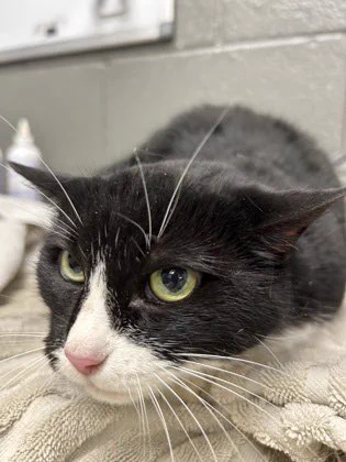 A mostly black tuxedo cat with her head down low and laying in a crouch. She has a white nose and muzzle and green eyes. She is looking up with uncertain green eyes