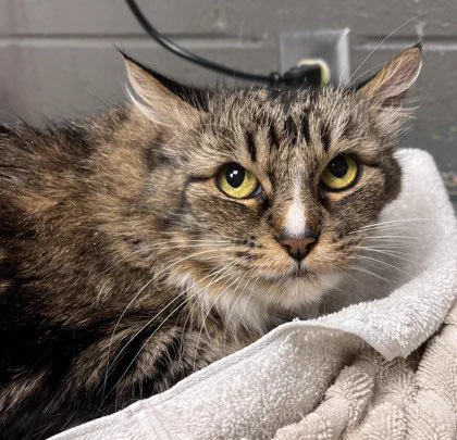 A long haired tabby cat. She is light brown awith black stripe markings and has a white streak on her nose. She has green eyes and an uncertain expression, alongside ears laid down flat. She seems scared and uncertain.