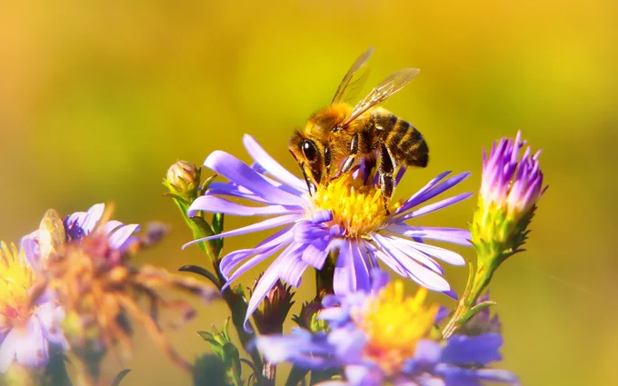 A honey bee drinking nectar from a purple aster flower