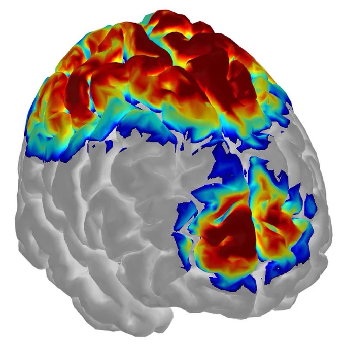 fNIRS map (Fig. 2B) from:  Gorniak SL, Wagner VE, Vaughn K, et al. Functional neuroimaging of sensorimotor cortices in postmenopausal women with type II diabetes. NPh. 2020;7(3):035007. doi:10.1117/1.NPh.7.3.035007
