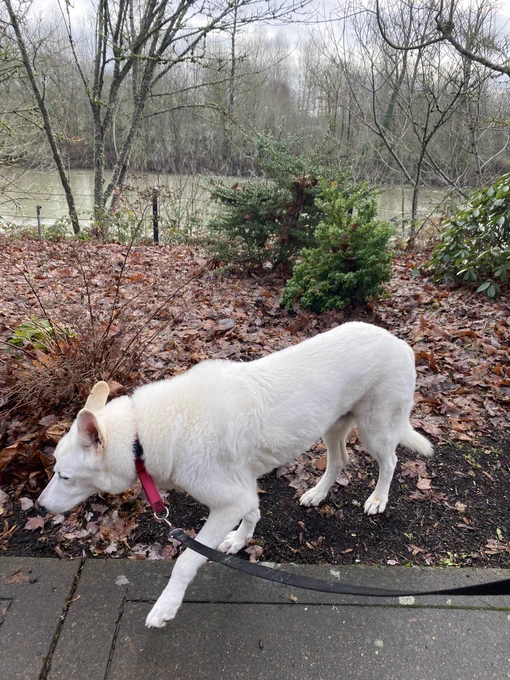 Avi the white shepherd is on a riverbank, it’s wet from all the recent rain, covered in leaves with a few green bushes. Behind him is the Willamette River, running high. It appears slightly murky and green but is flowing freely. The farside bank is tree lined. Avi walks to the left, his ears cocked in different directions as he searches for Zombs or pizza bones or ground popcorn. He sees something worth investigating just ahead.
