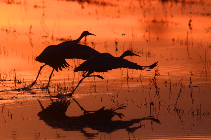 The silhouette of two large birds preparing to take flight after sunrise.