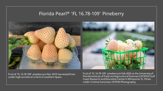 Pineberry