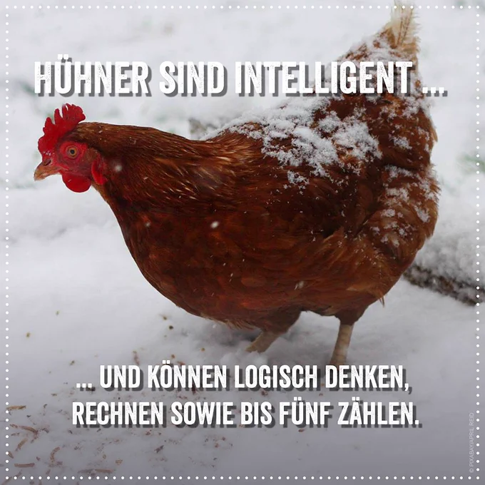 Huhn im Schnee. Aufschrift: Hühner sind intelligent und können logisch denken, rechnen und bis fünf zählen.