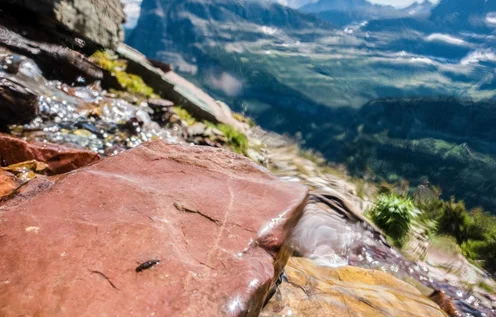 A small, long insect perched on a red rock overseeing a green valley surrounded by mountains.