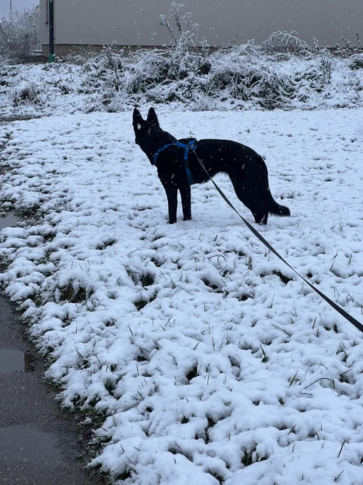 Natural Black & white dog in snow