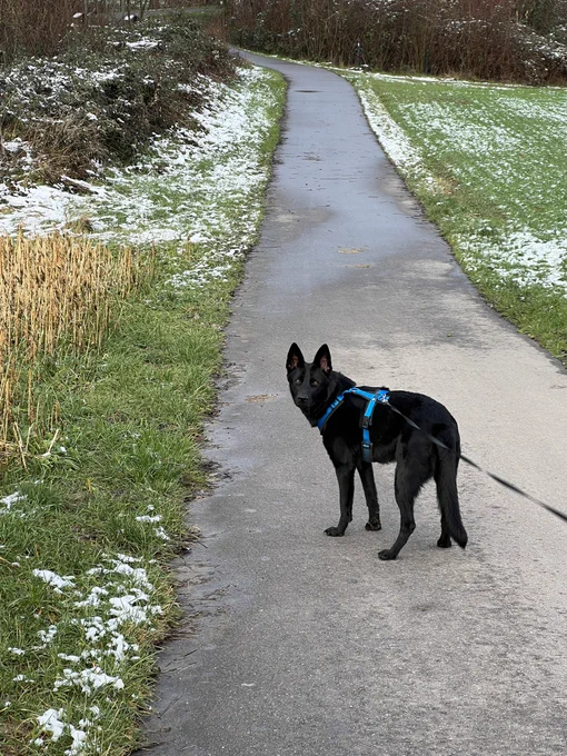 Black dog in the field with sun