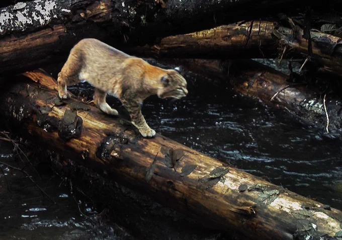 A bobcat walks across logs lying on top of a stream.