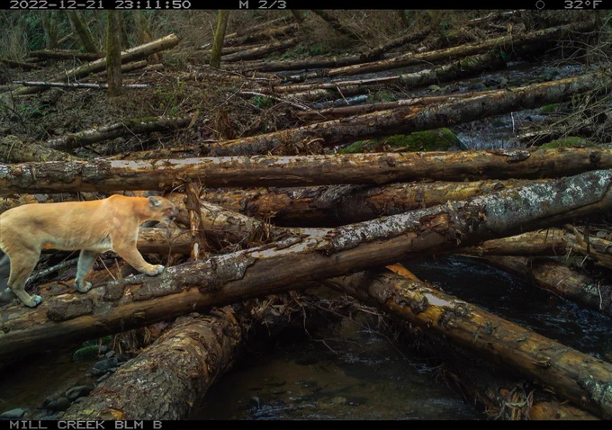 A cougar walks across logs lying on top of a stream.
