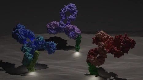 Illustration of antibodies binding receptors and stimulating them.