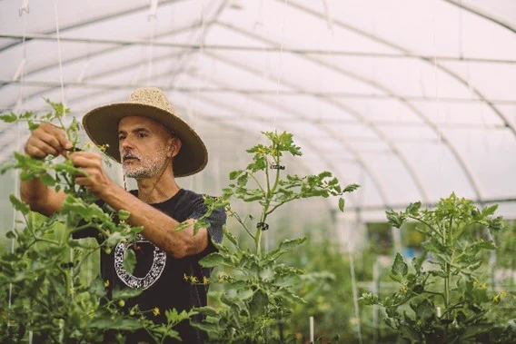 Inside a hoop house, a person wearing a hat is training tomatoes to grow vertically on strings 