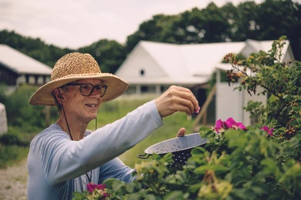 A person in hat harvests into a colander.