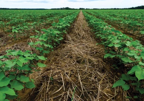 Soybean field planted in residue, looking down a long row.