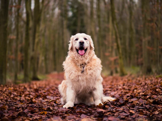 A portrait of a golden retriever 