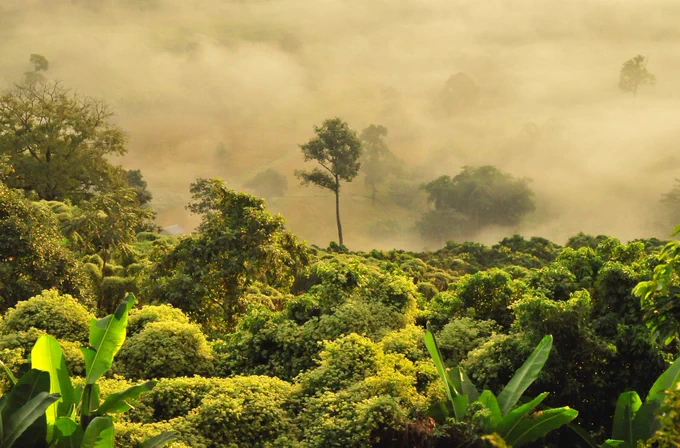 A tropical rainforest in the mist