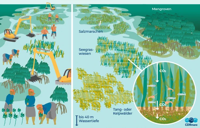 Overview: coastal ecosystems as carbon sinks  