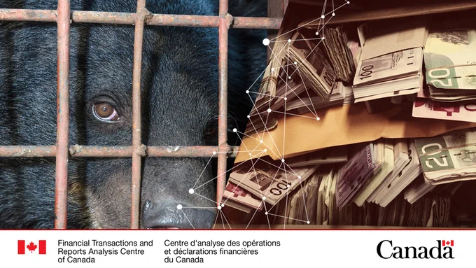 •	Split image: Black Bear in a cage and Image of piles of currency in a vaulted door.