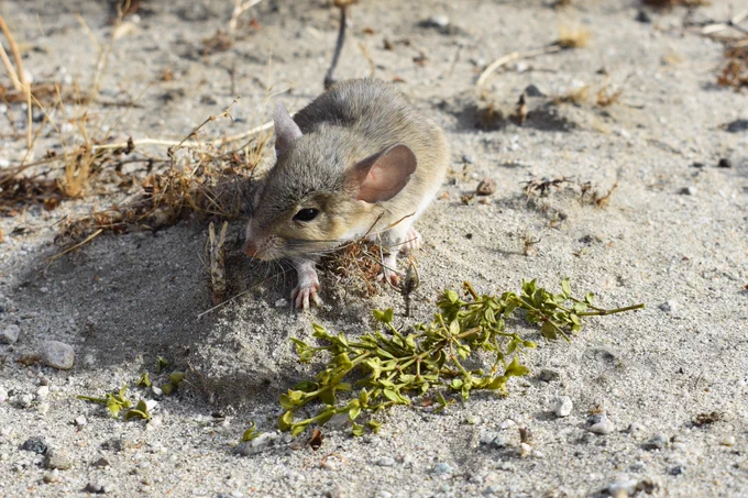 A subadult hybrid woodrat (N. lepida x N. bryanti) at the Whitewater hybrid zone in southern, CA, USA. 