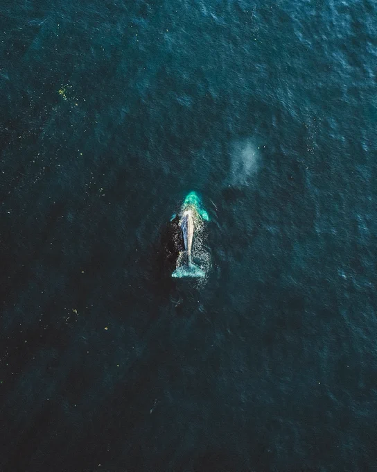 A drone photo of a humpback whale breaching near Kodiak Island. Photo taken by Alaskan photographer, Ellen Carty.