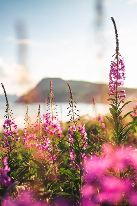 A photo of fireweed growing near the coast near Kodiak Island. Photo taken by Alaskan photographer, Ellen Carty.