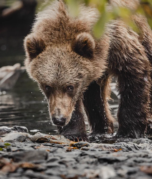 A kodiak bear cub eating lunch on the banks of the buskin river in Kodiak Island. Photo taken by alaska photographer, Ellen Carty