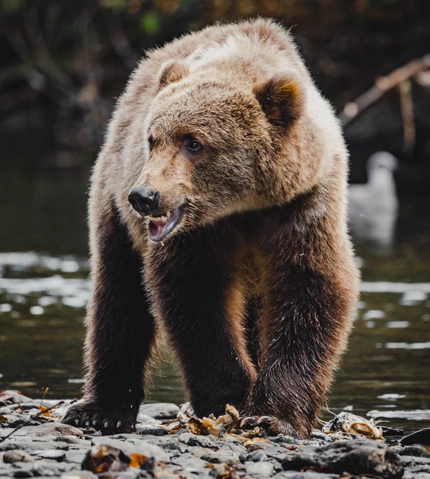 A kodiak bear cub eating lunch on the banks of the buskin river in Kodiak Island. Photo taken by alaska photographer, Ellen Carty