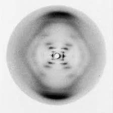 Photograph 51 - an x Ray of a gel composed of DNA fibre that was taken by Rosalind and her lab - you can see an x like structure clearly that would have revealed the double helix structure of DNA