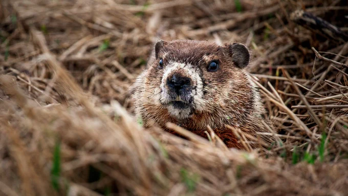 A groundhog popping out of a burrow