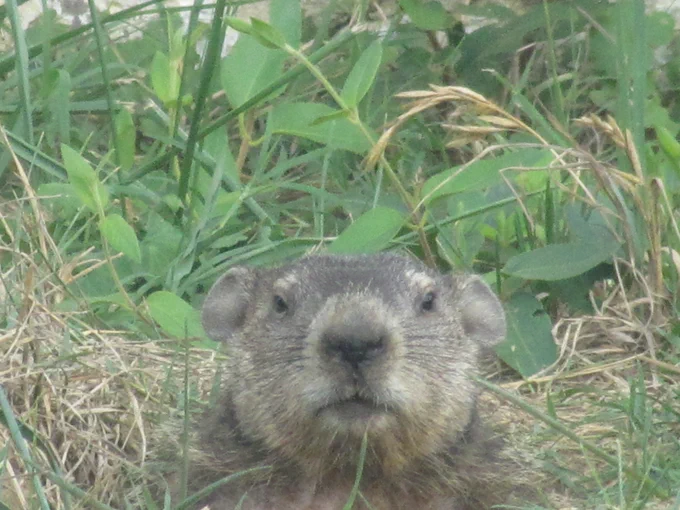 A blurry image of a groundhog peering out of its burrow and looking straight at the camera.