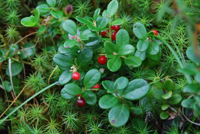 Taiga flora near  rkutsk Oblast, Russia, 2007 by  Vera & Jean-Christophe via Flickr