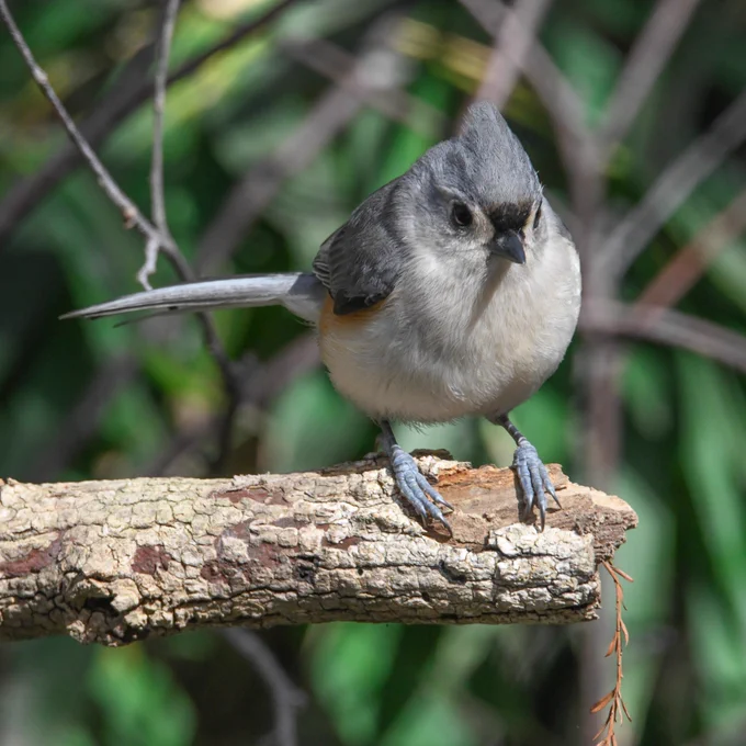 A songbird is a bird belonging to the suborder Passeri of the perching birds (Passeriformes). The Passeriformes contains 5,000 or so species found all over the world, in which the vocal organ typically is developed in such a way as to produce a diverse and elaborate bird song.