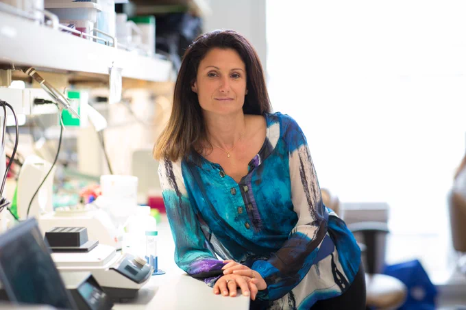 Stephanie Cherqui Ph.D is an Associate Professor in the Department of Paediatrics, Division of Genetics at the University of California San Diego. Her team is developing therapeutic strategies based on gene-edited haematopoietic stem and progenitor cell transplantation to treat Friedreich’s ataxia and other multi-systemic degenerative disorders. Photo courtesy of Stephanie Cherqui