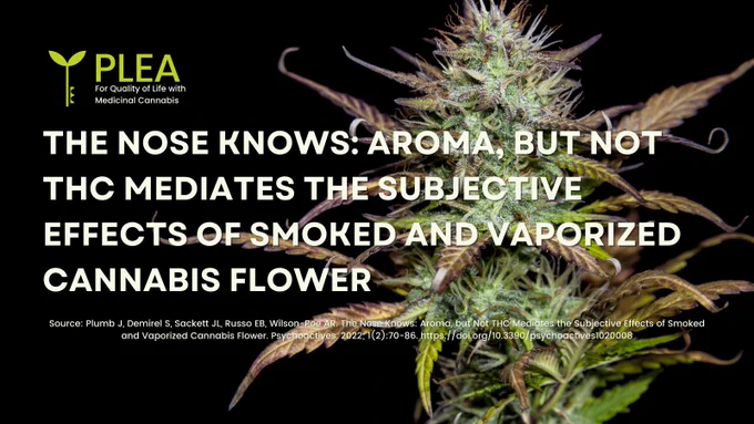 PLEA logo on top left of an image of flowering cannabis, white text in center reads "The Nose Knows: Aroma, not THC, affects cannabis effects" Source: Plumb et al, Psychoactives, 2022;1(2):70-86