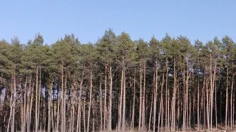 Pine forest in Brandenburg